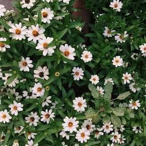 Meet your Posher, Jade